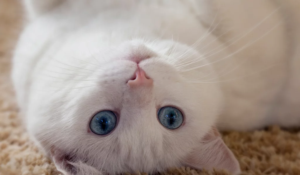 кошка, животные, взгляд