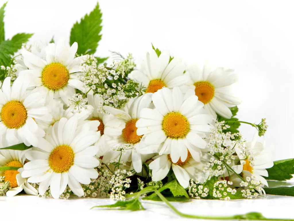 цветы, ромашки