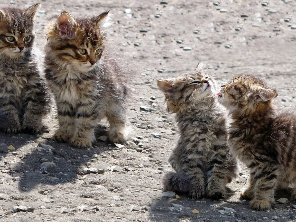 котята, животные