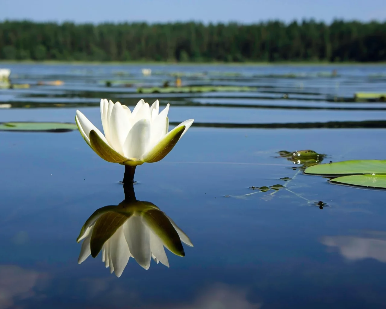 лилия, цветок, фон