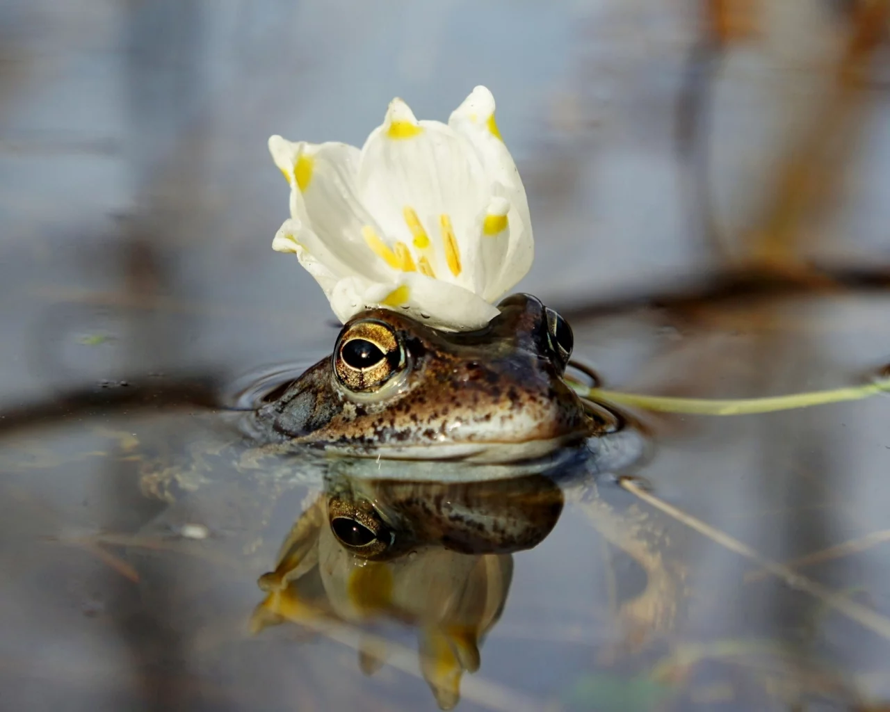 лягушка, вода
