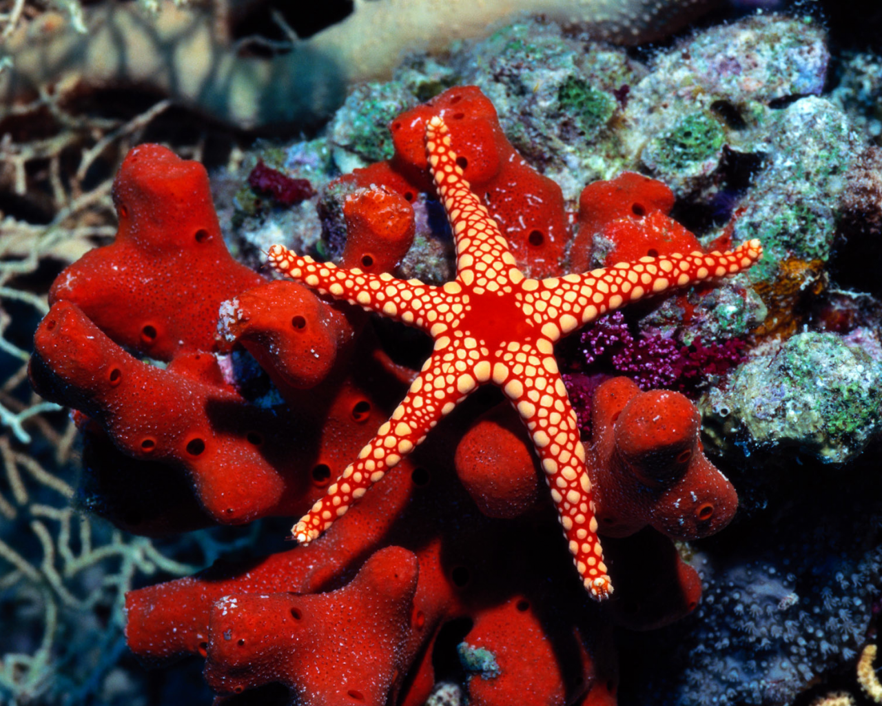 морская фауна, кораллы, морская звезда