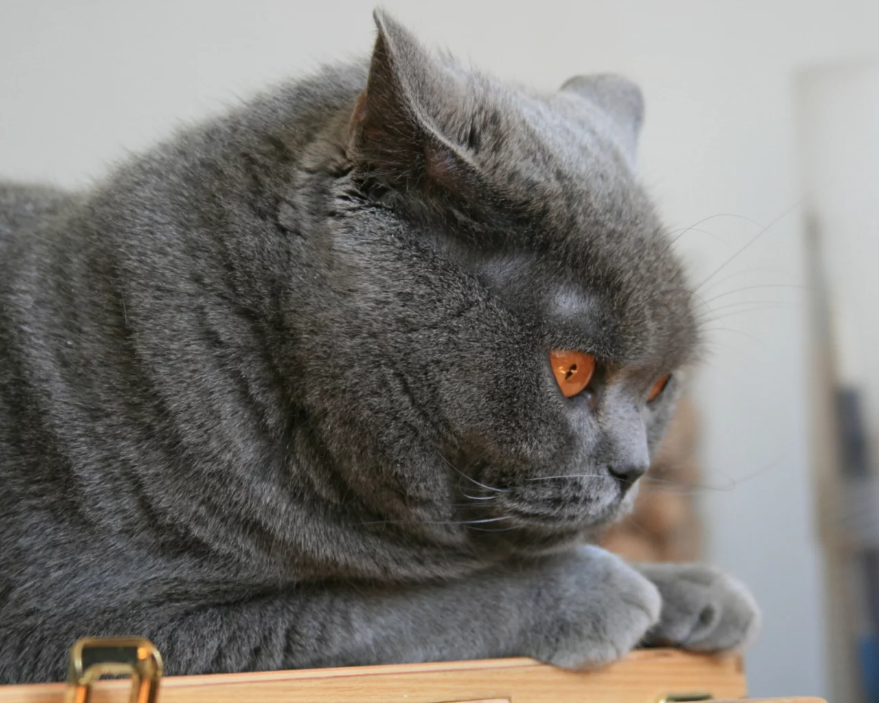 кот, глаза, животное