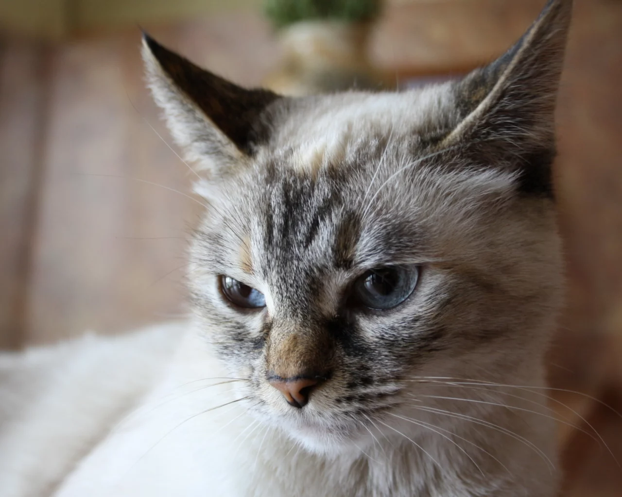 кошка, животное