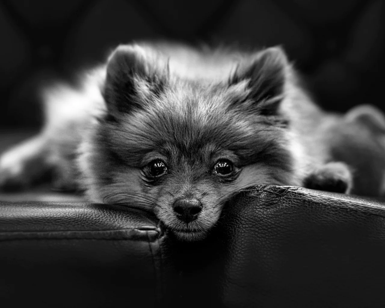 собака, животное