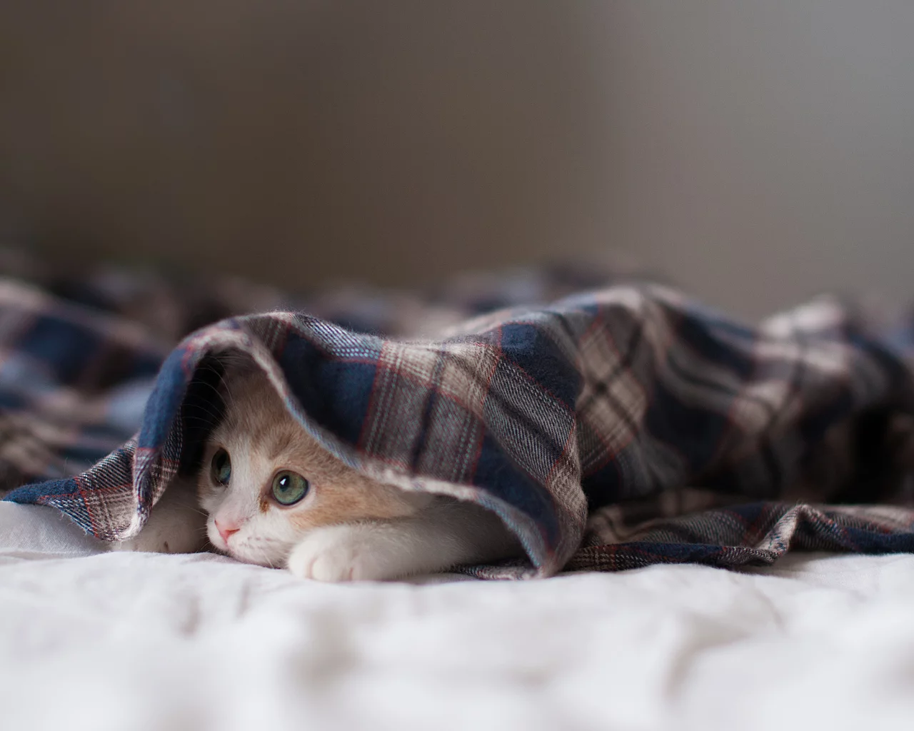 котёнок, взгляд, усы