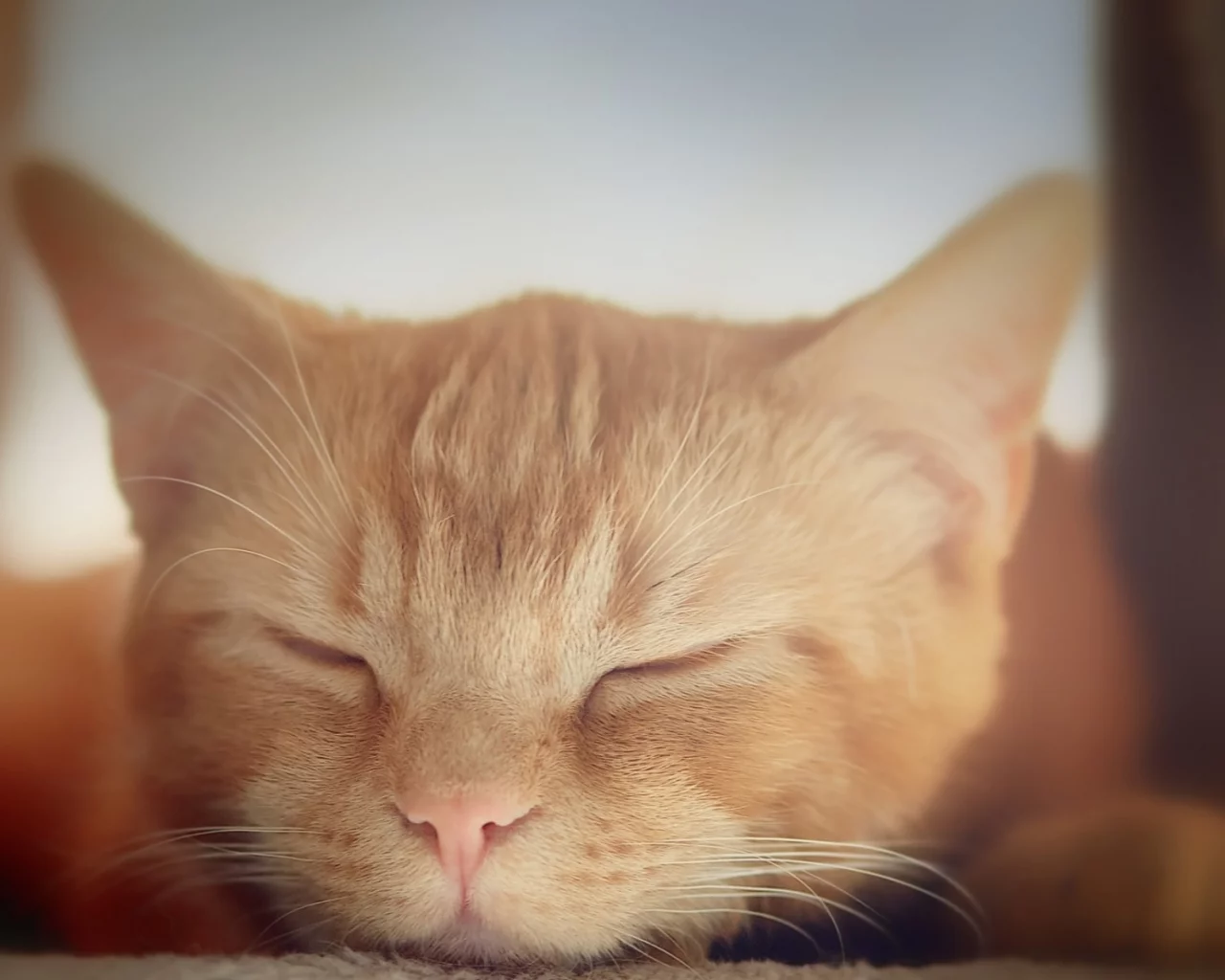 кот рыжий, спит