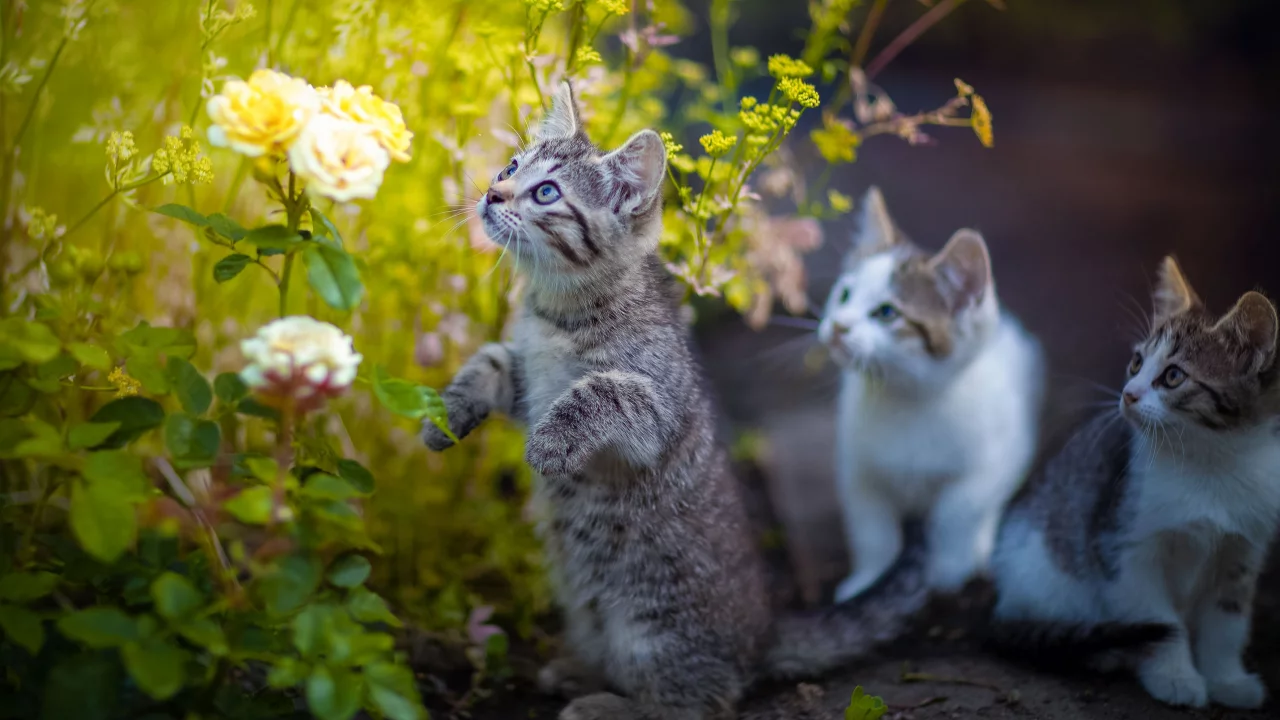 котята, цветы