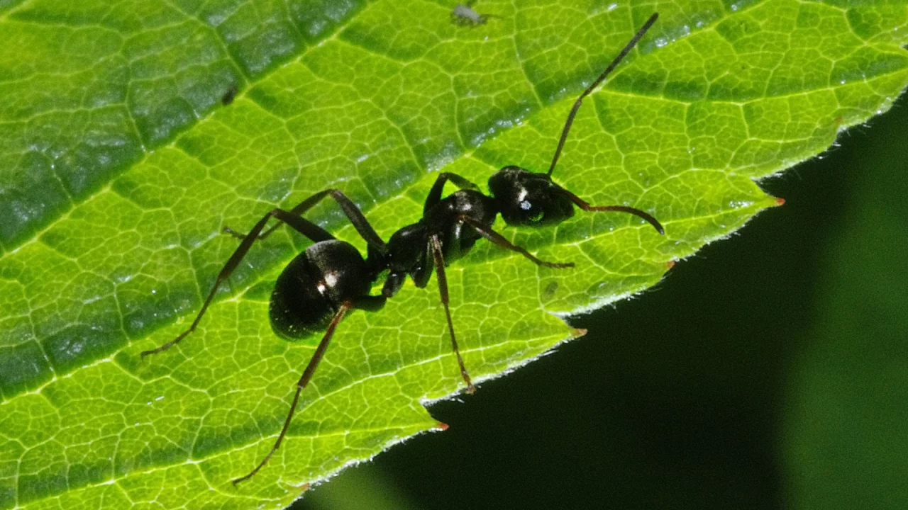 муравей, лист