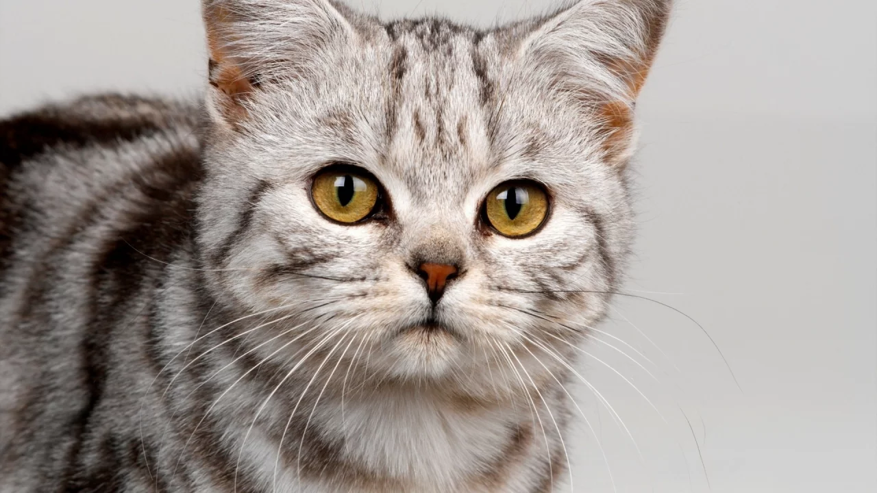 котёнок, взгляд