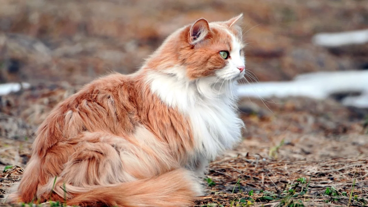 кошка, животное, лежит