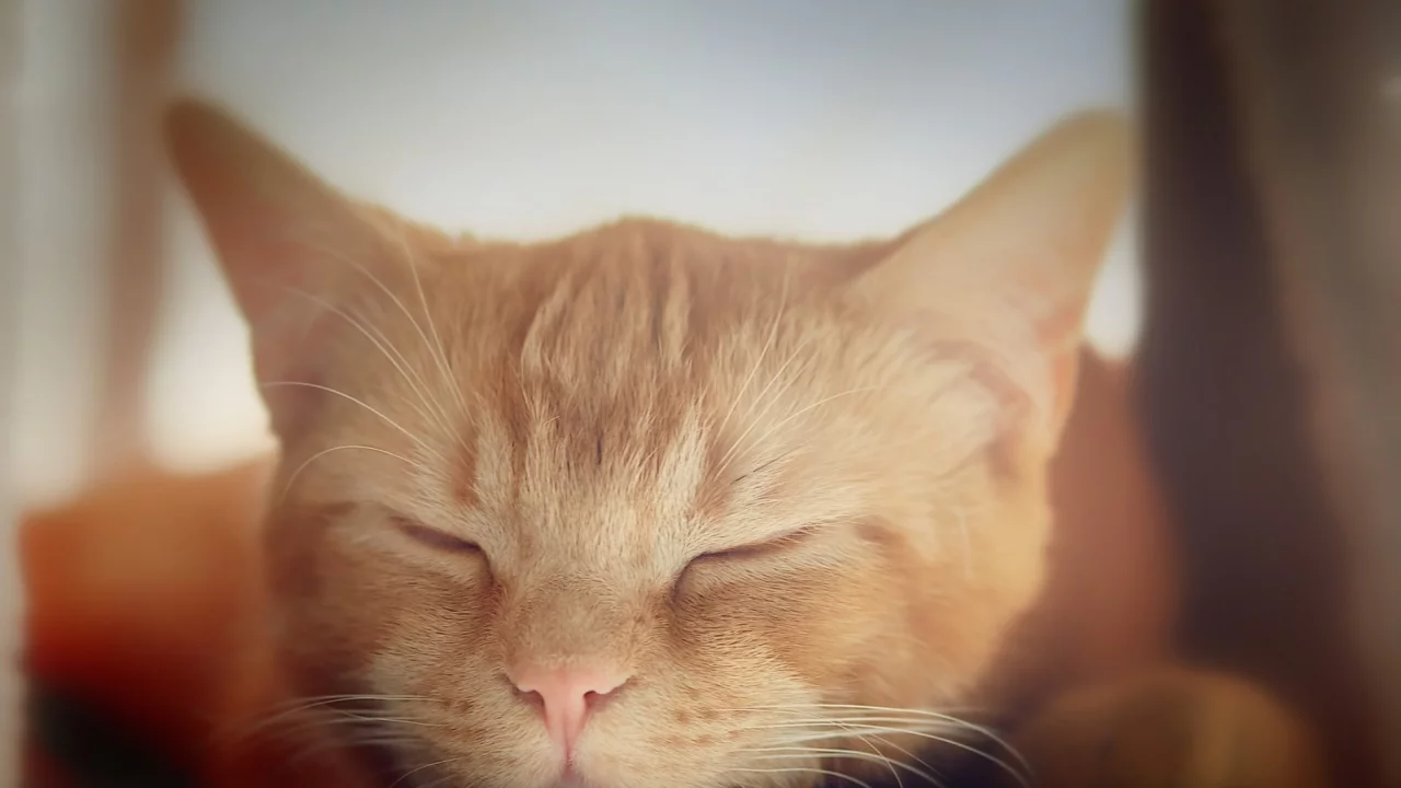 кот рыжий, спит