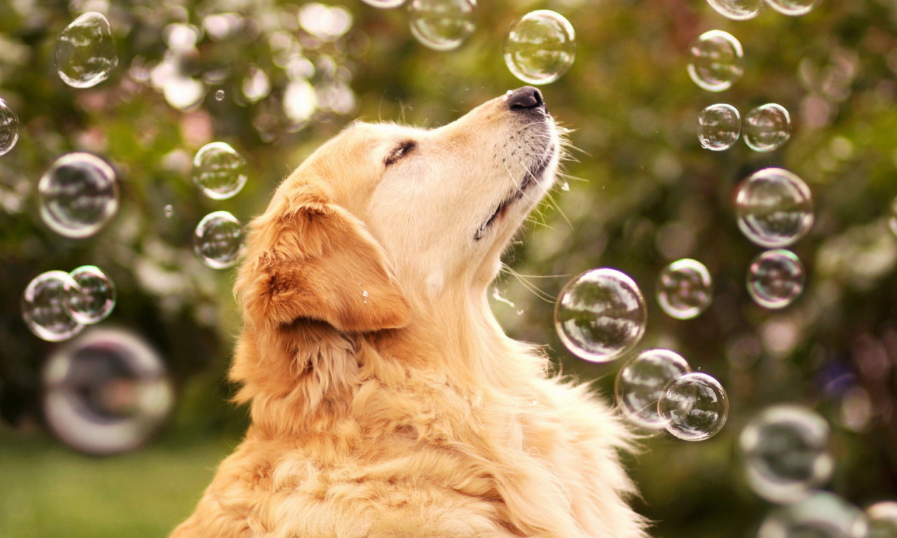 собака, мыльные пузыри