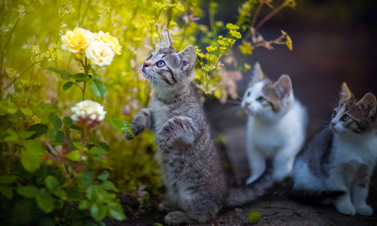 котята, цветы
