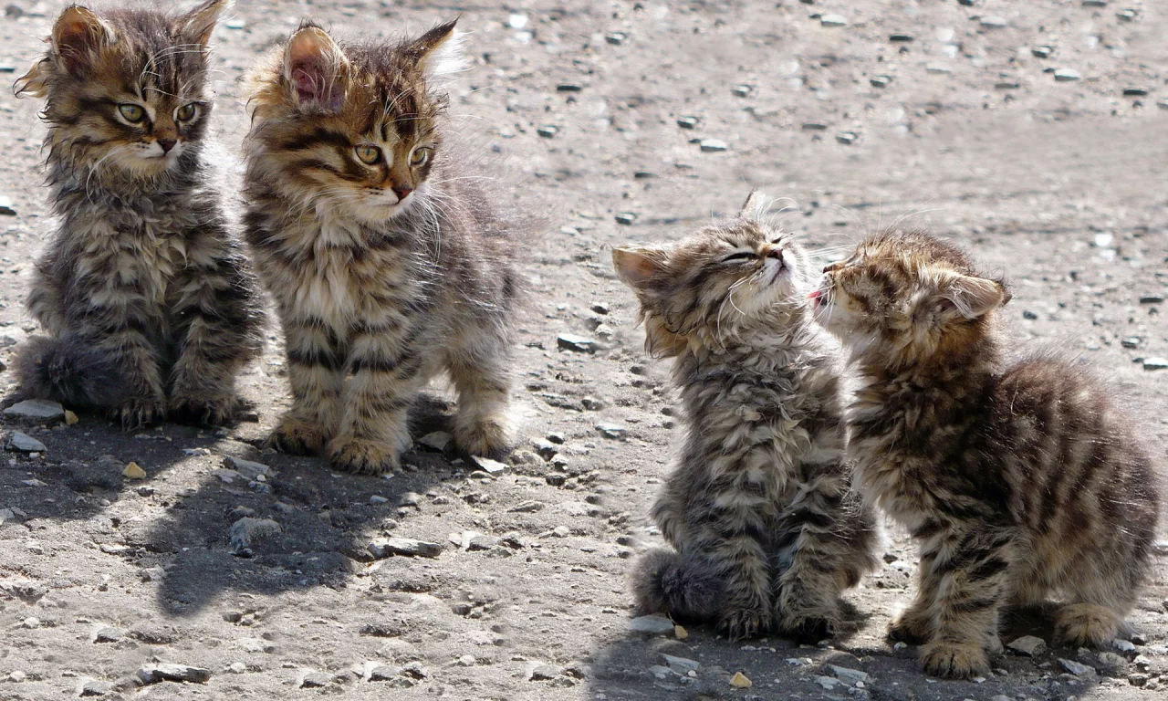 котята, животные