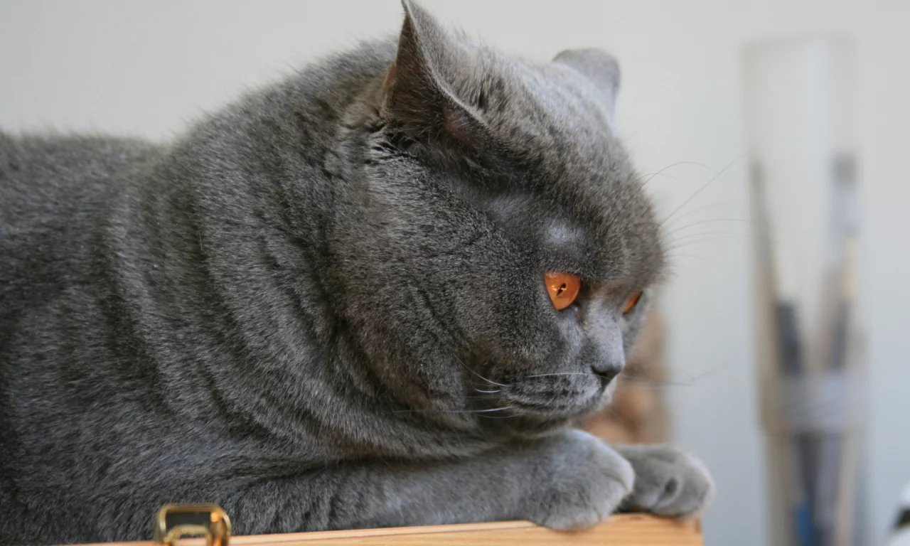 кот, глаза, животное