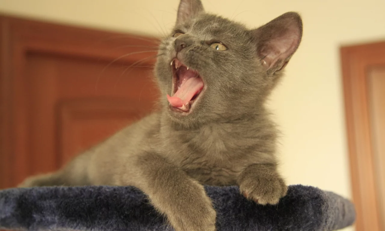 котёнок, пасть
