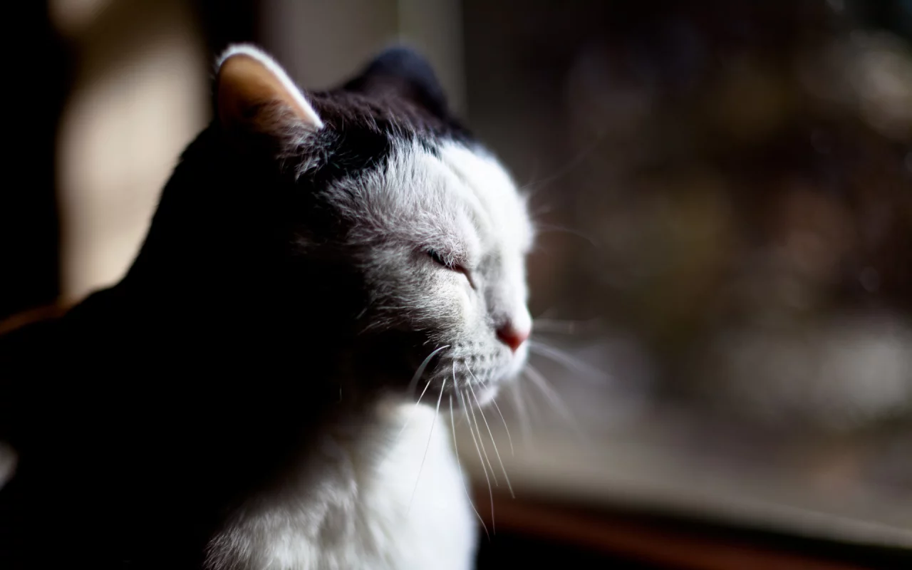 кот, животное