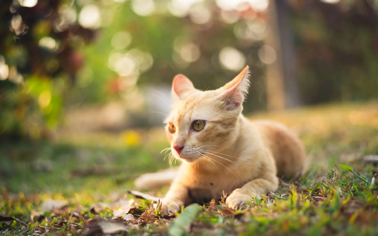 котёнок рыжий, взгляд
