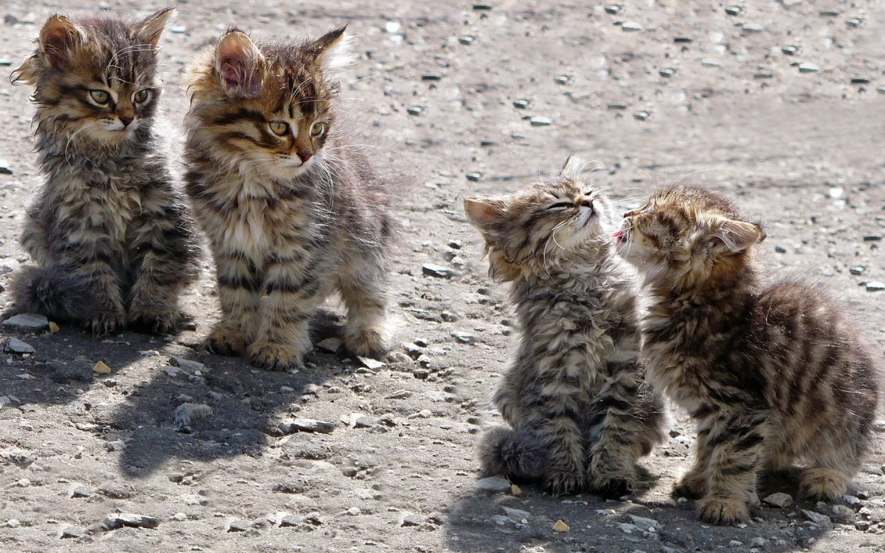 котята, животные