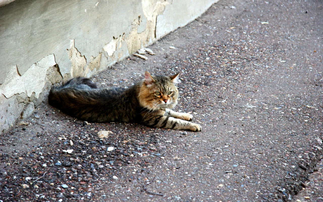 кошка, взгляд, лежит