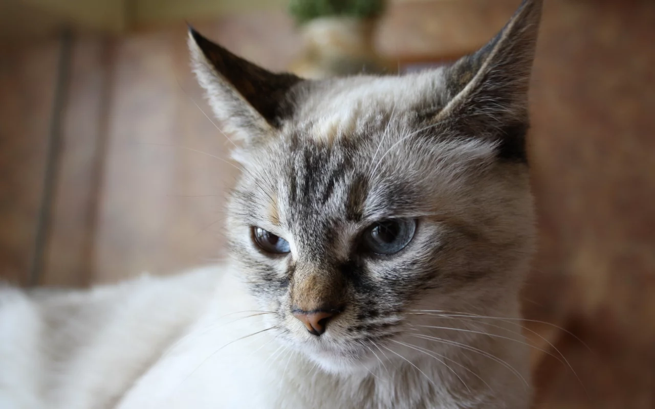 кошка, животное