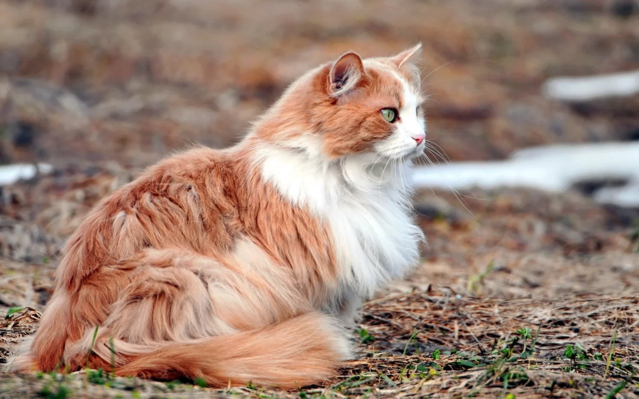 кошка, животное, лежит
