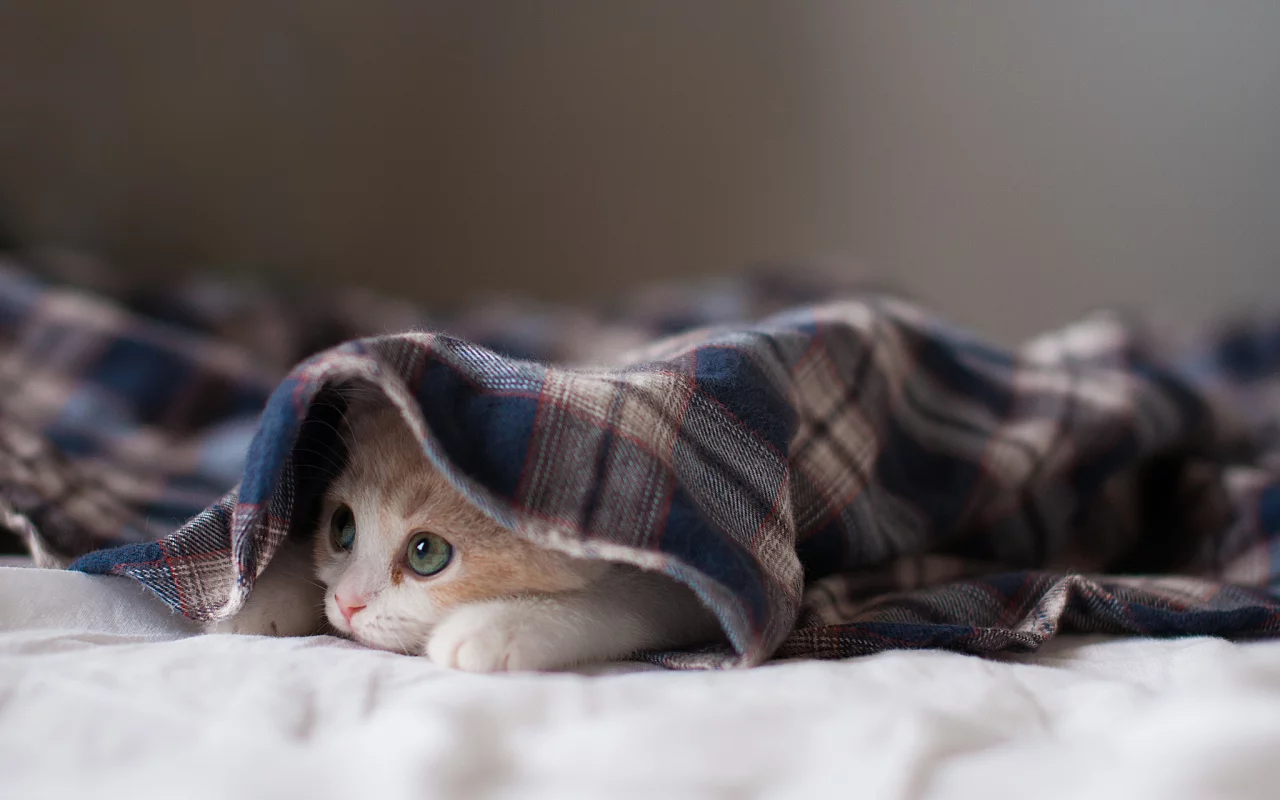 котёнок, взгляд, усы