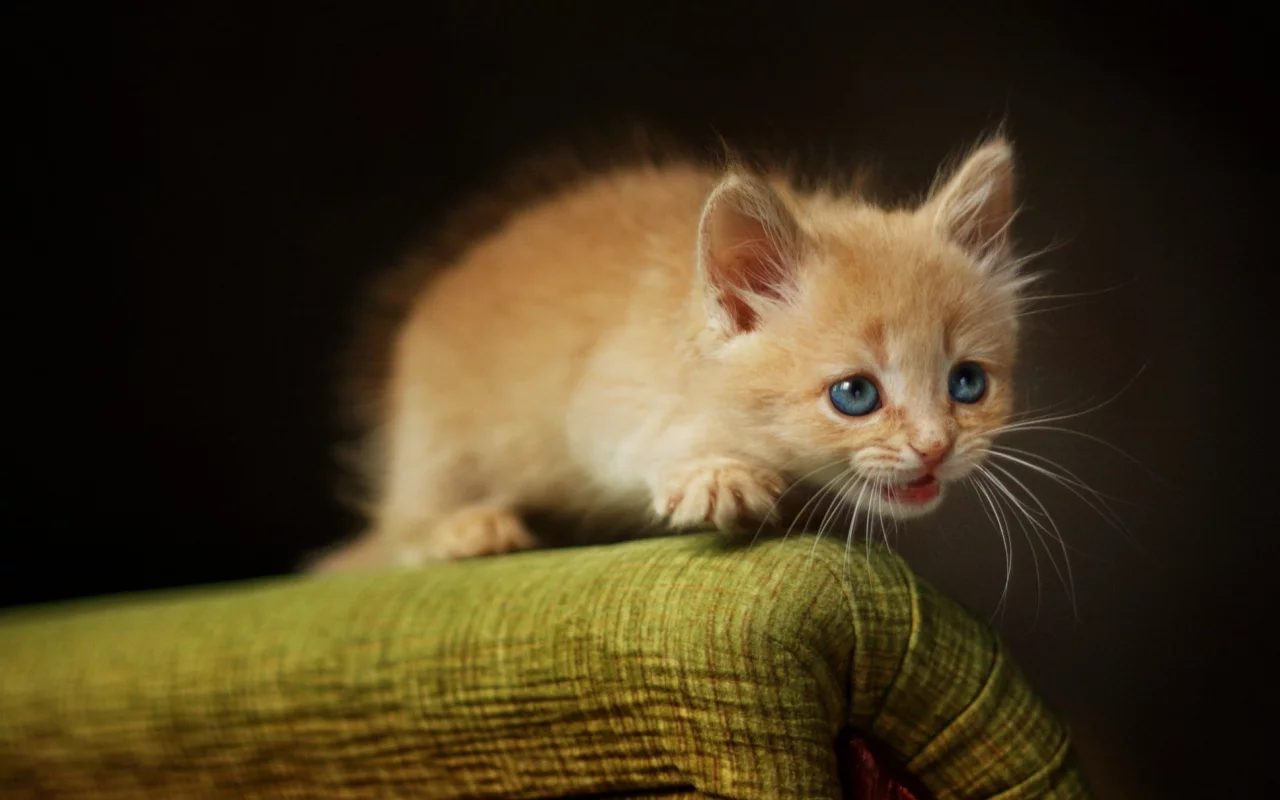 котёнок, взгляд, усы
