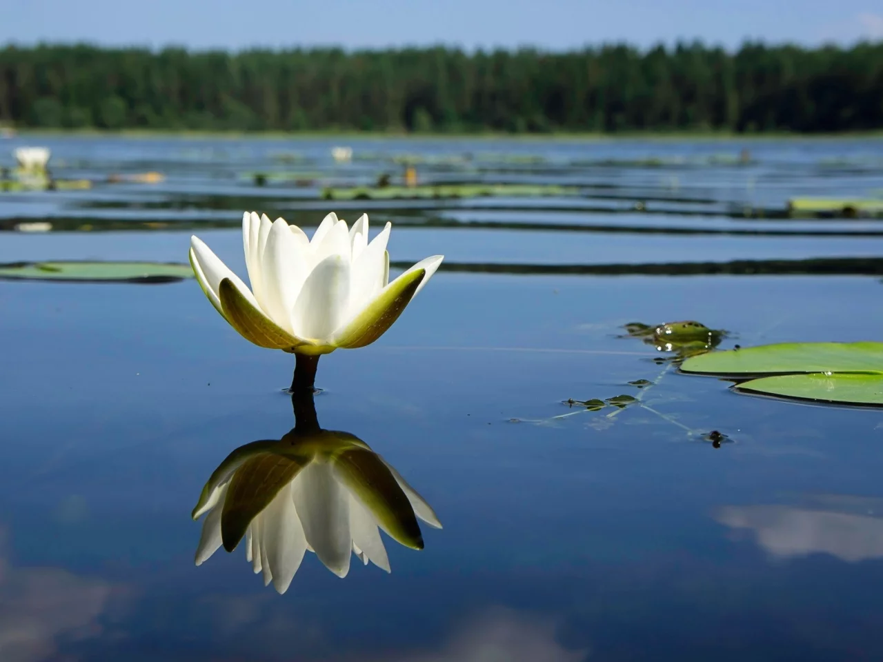 лилия, цветок, фон