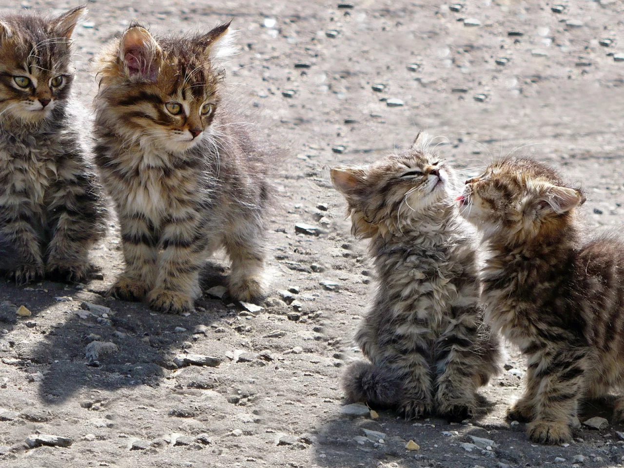 котята, животные