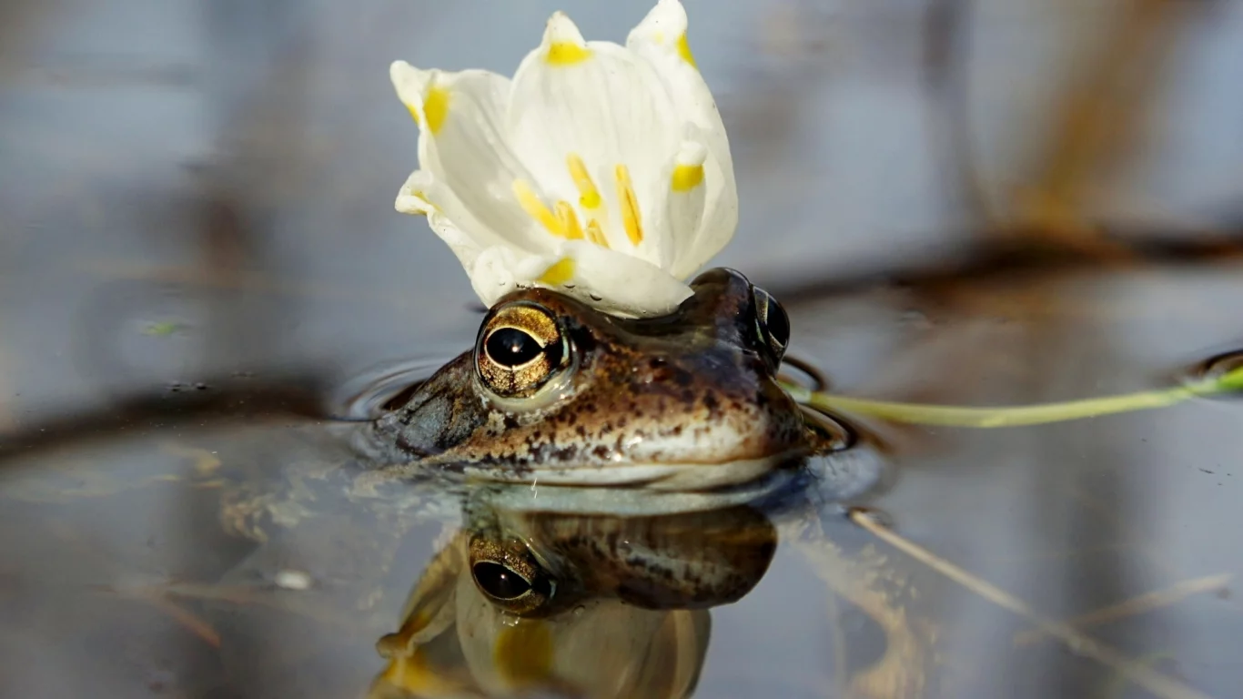 лягушка, вода