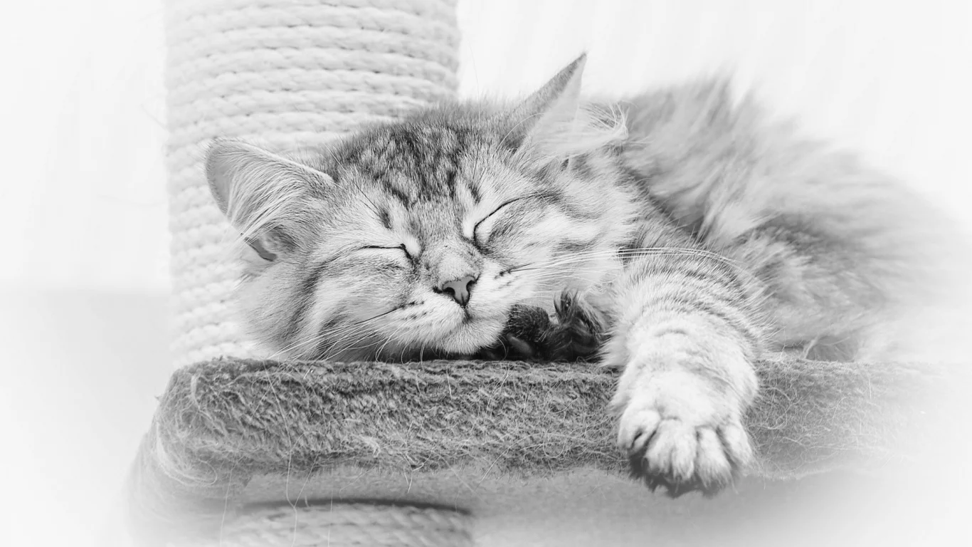 кот, спит