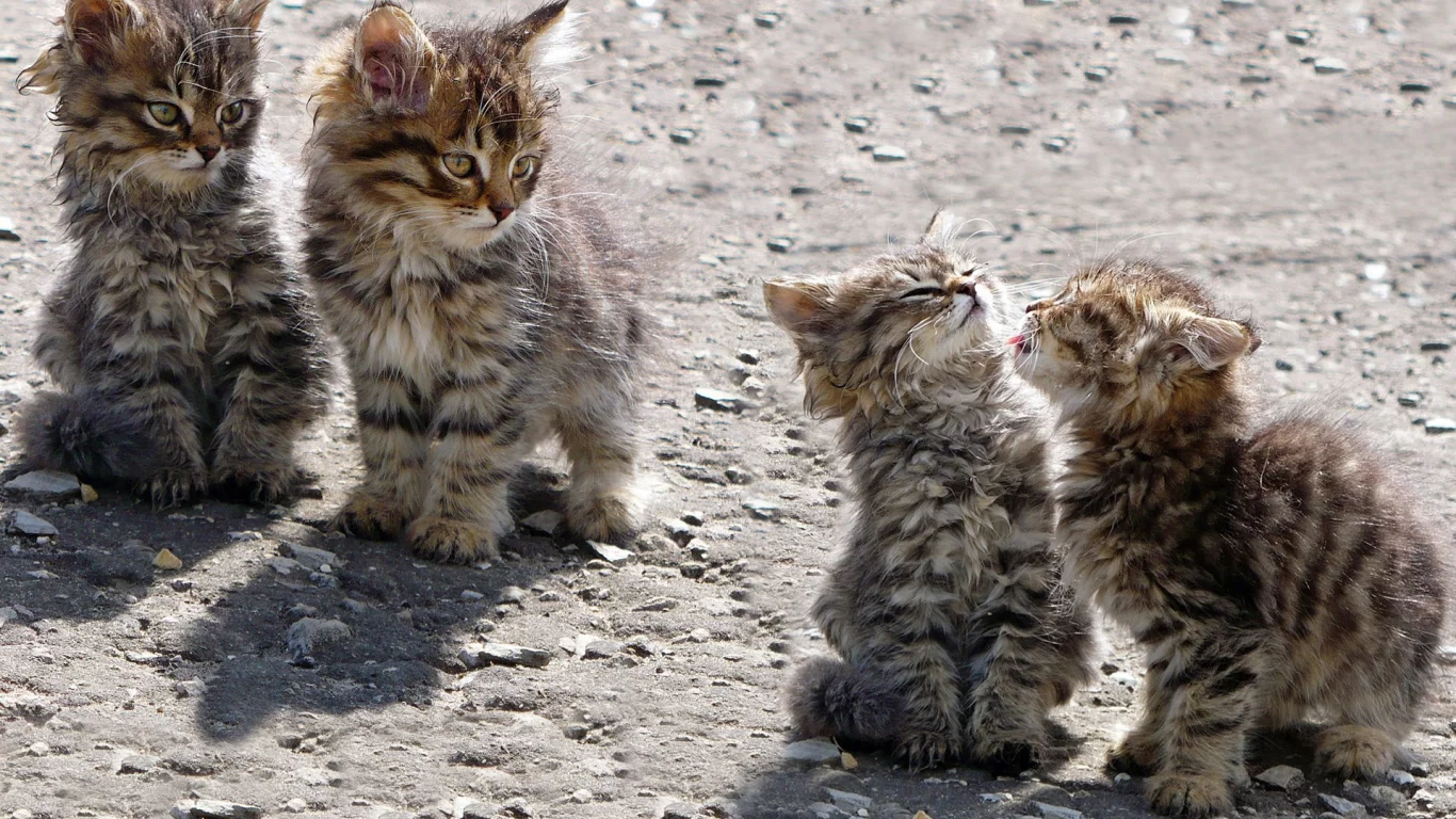 котята, животные