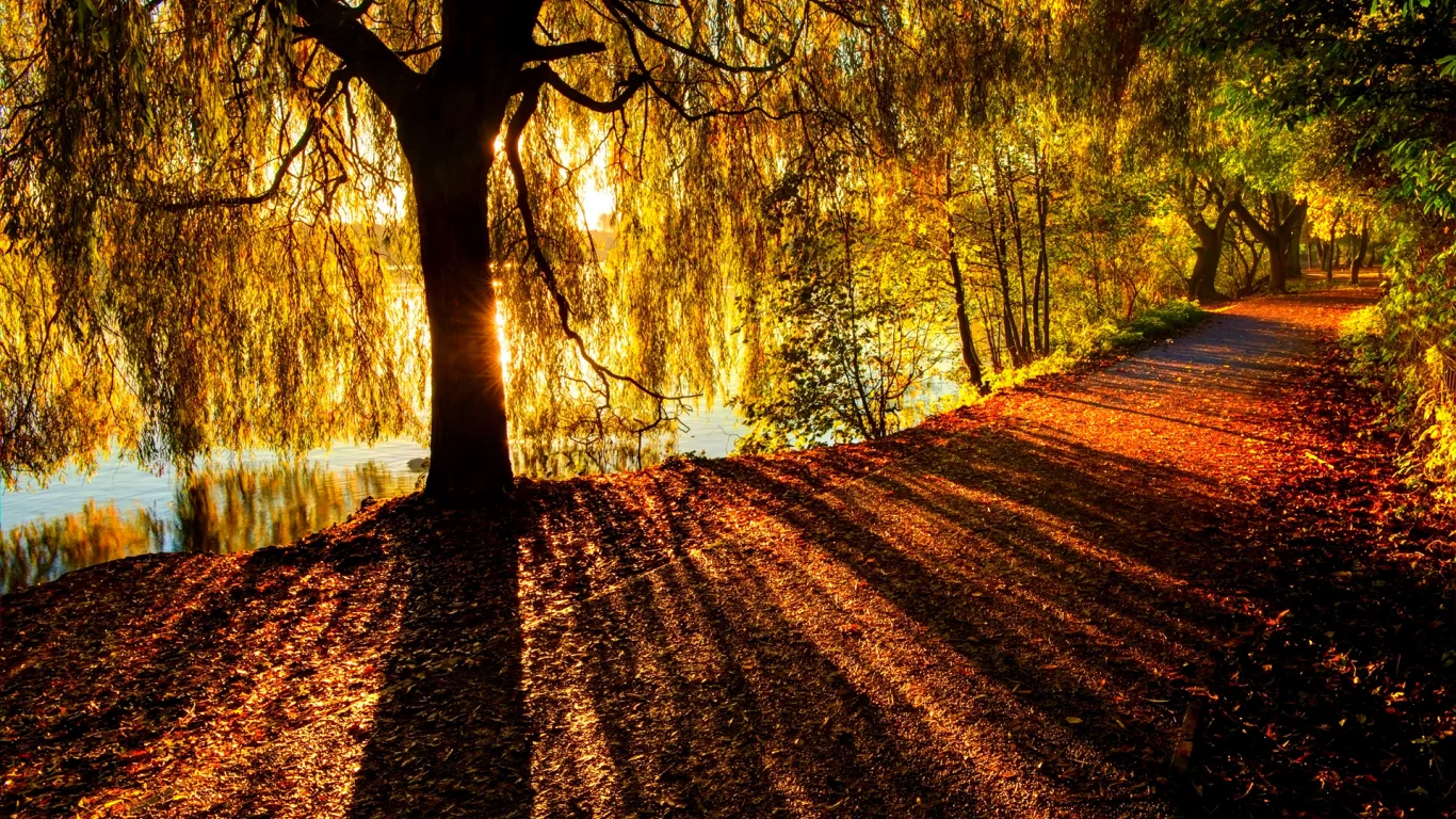 река, дерево, природа