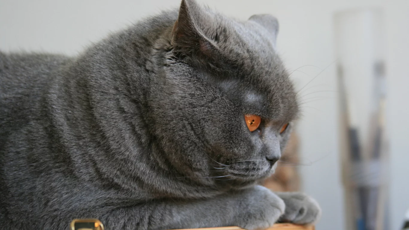 кот, глаза, животное
