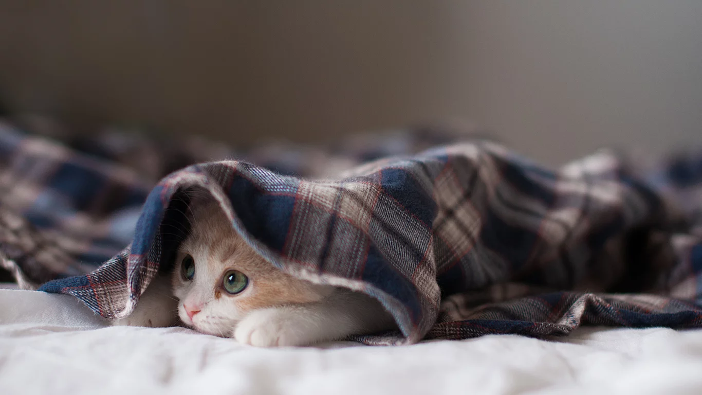 котёнок, взгляд, усы