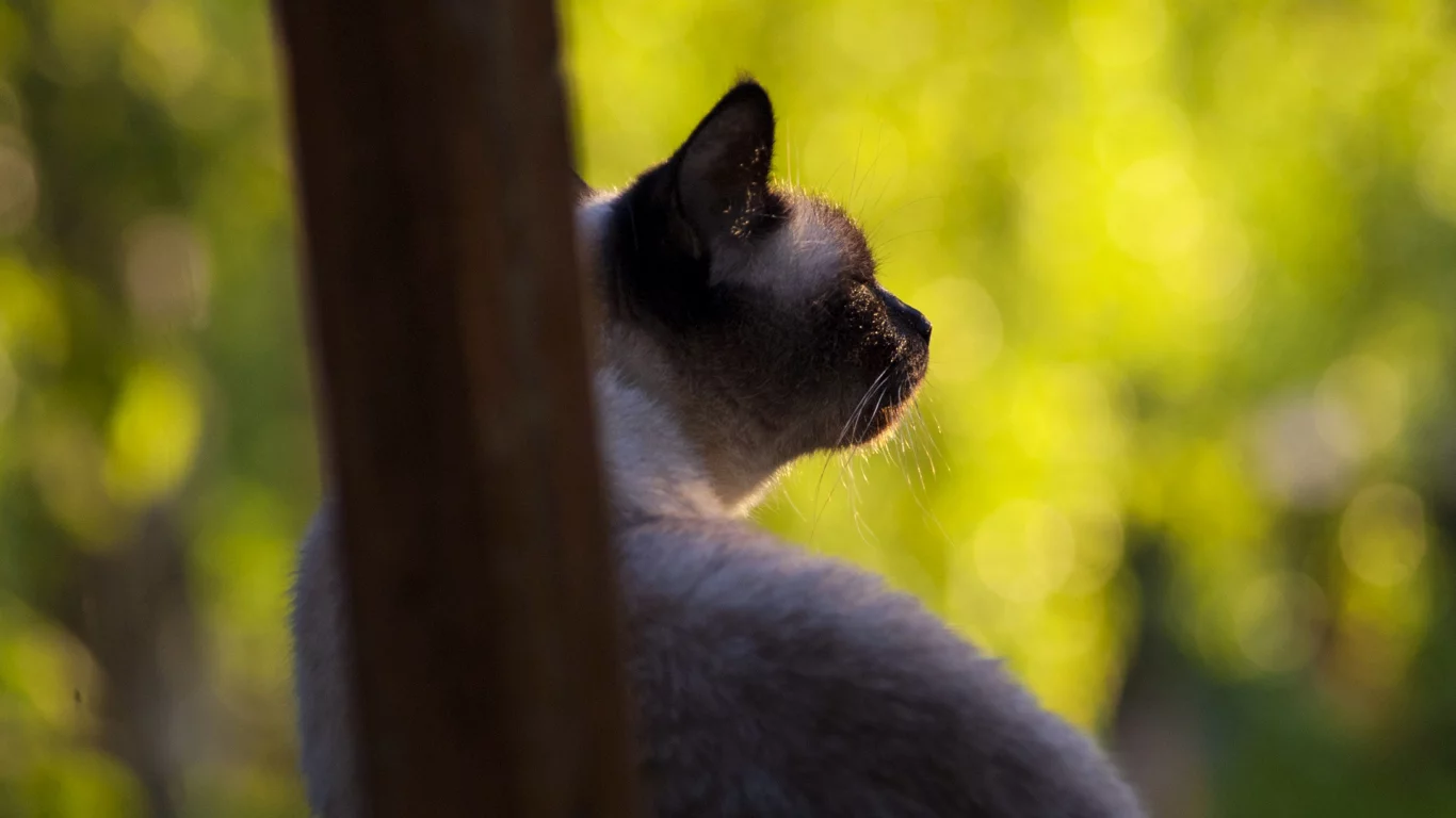 кошка, взгляд, животное