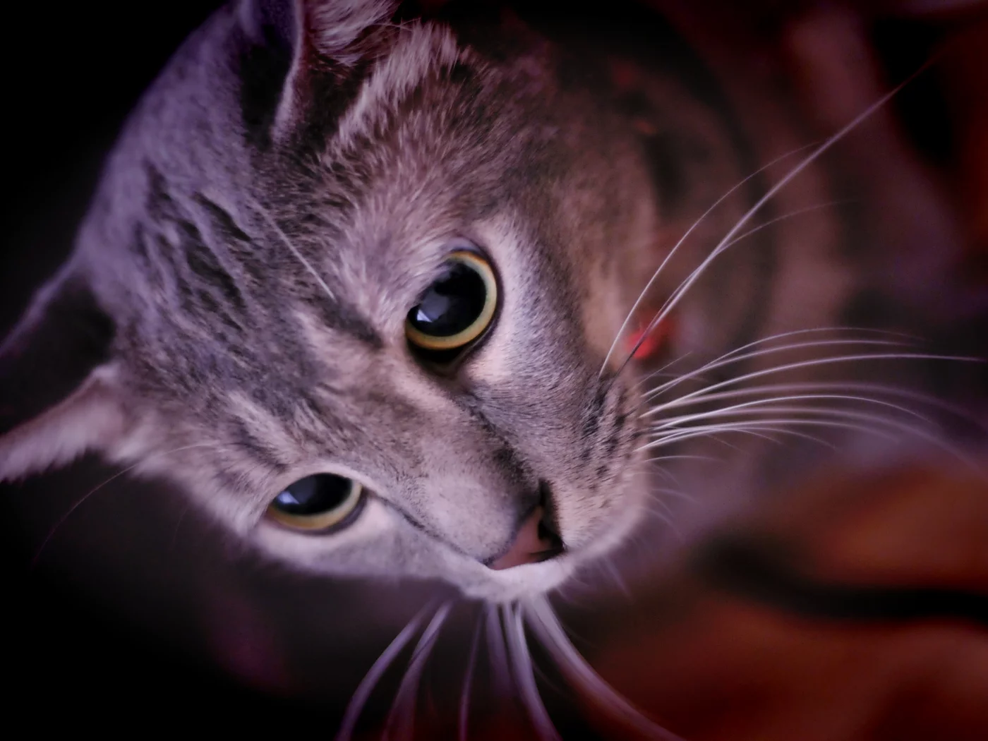 кошка, животные, взгляд