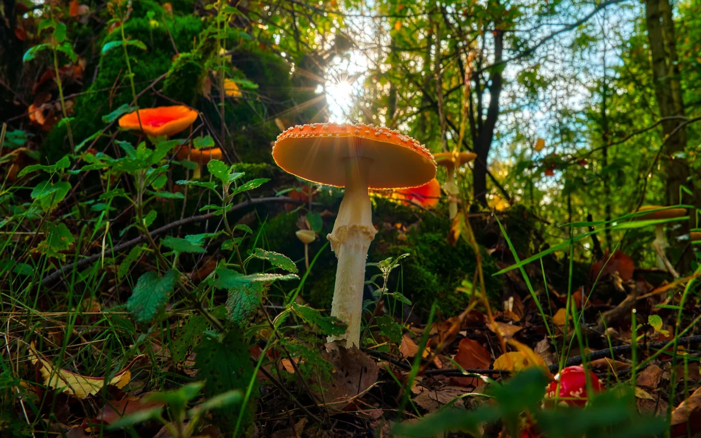 мухомор, лес