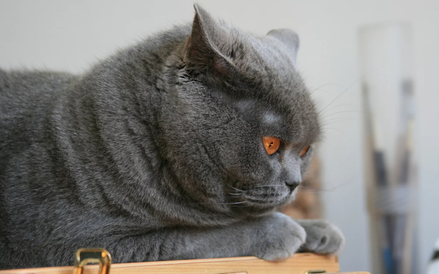 кот, глаза, животное