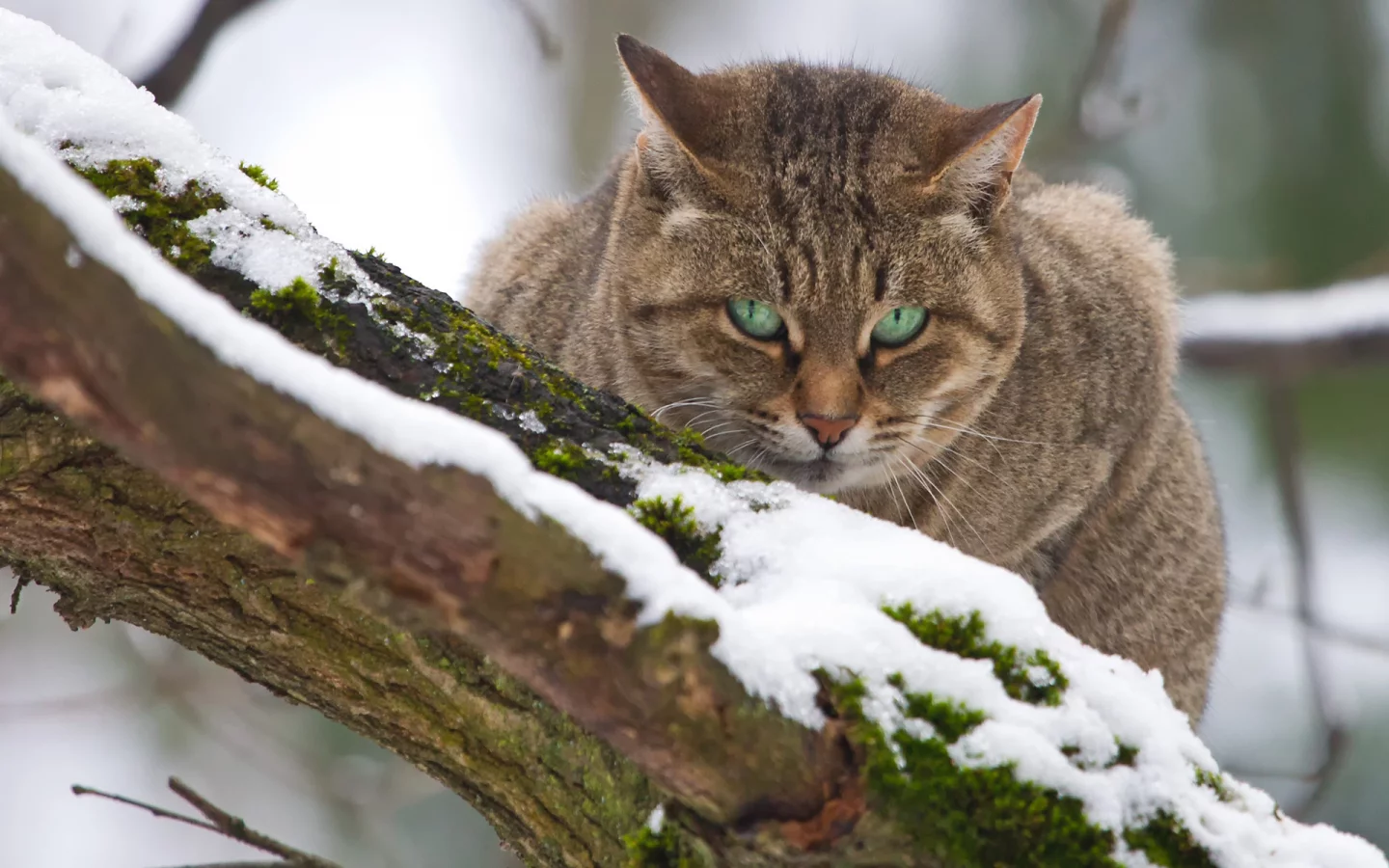кот, сидит на дереве
