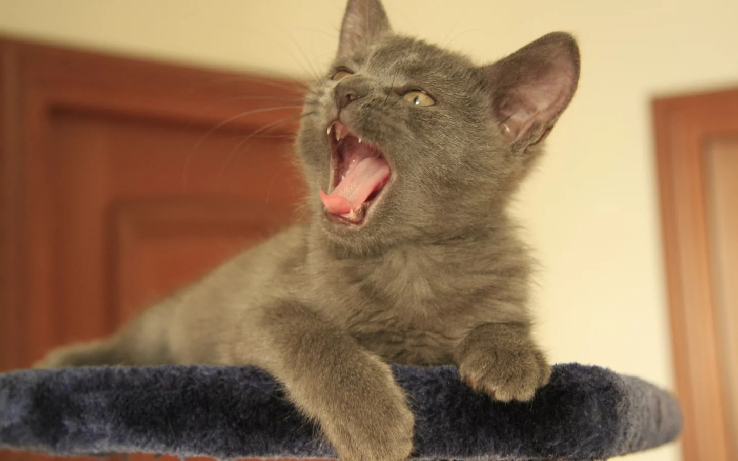 котёнок, пасть