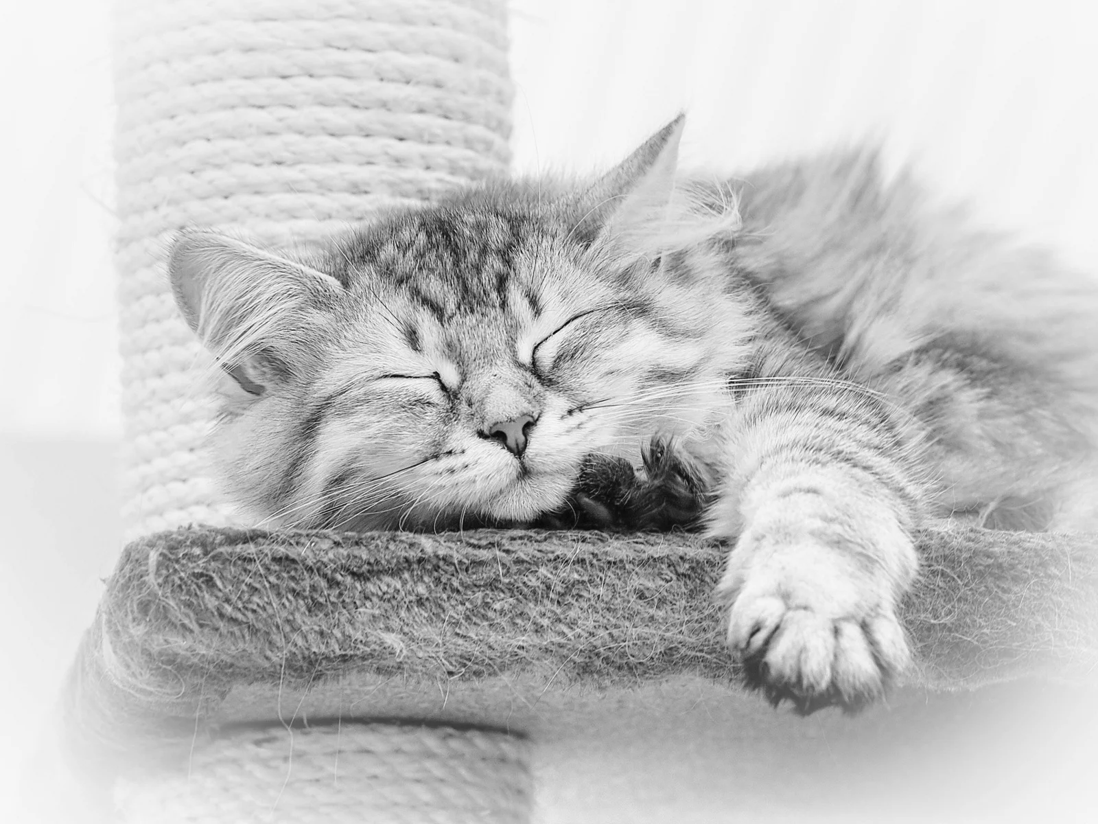 кот, спит