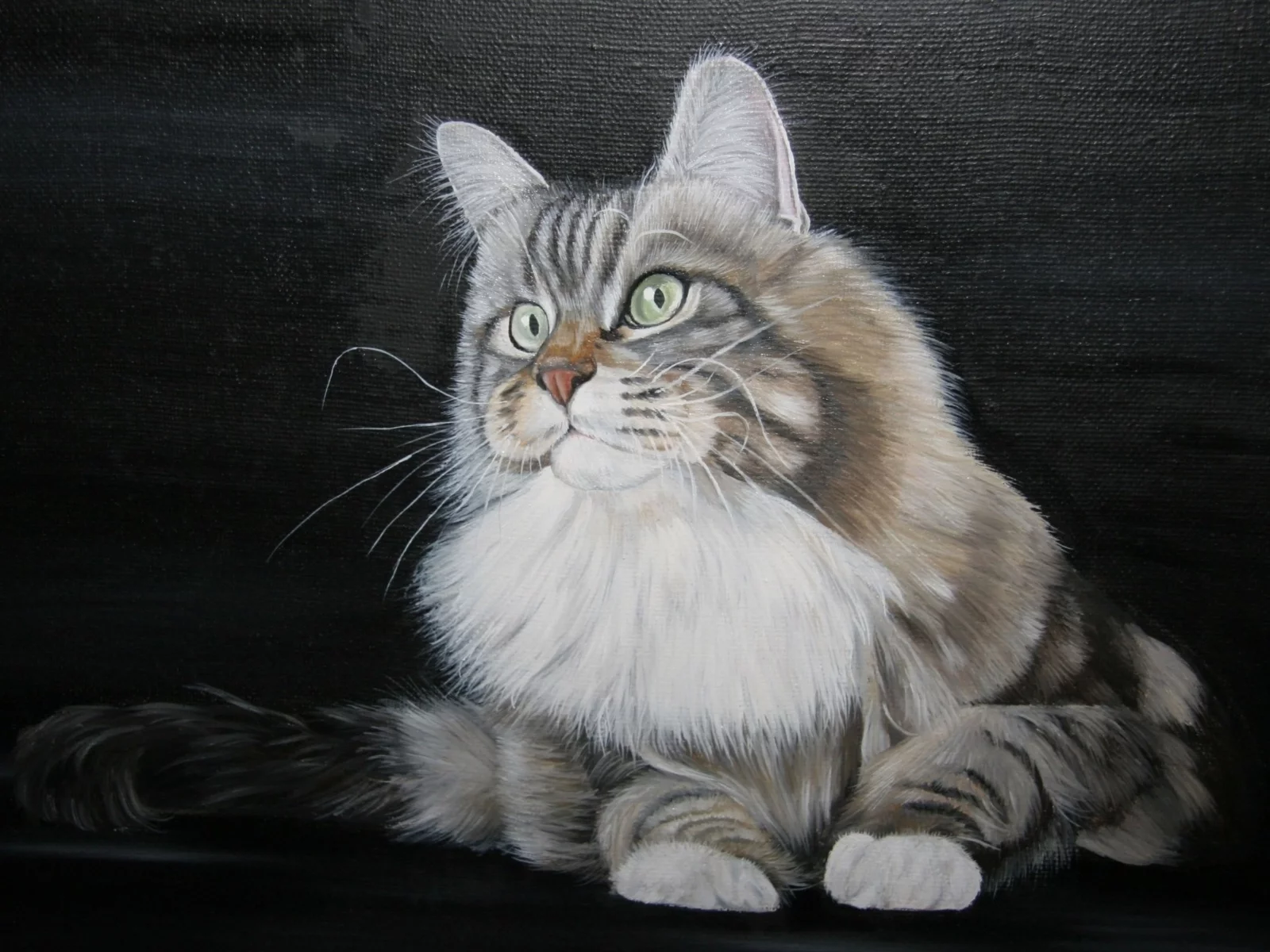 кот, взгляд