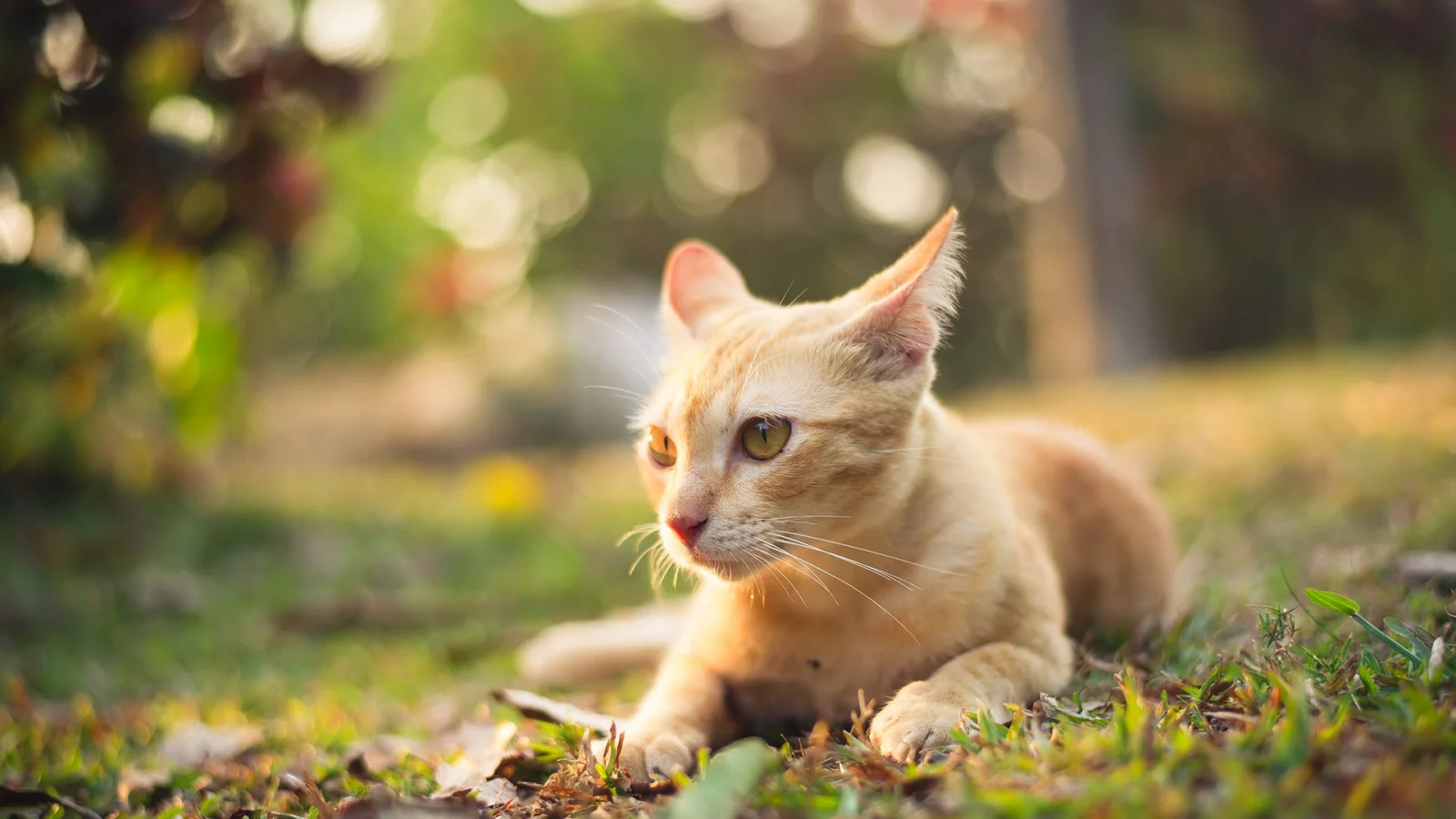 котёнок рыжий, взгляд