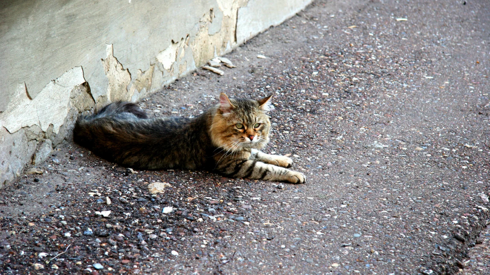 кошка, взгляд, лежит