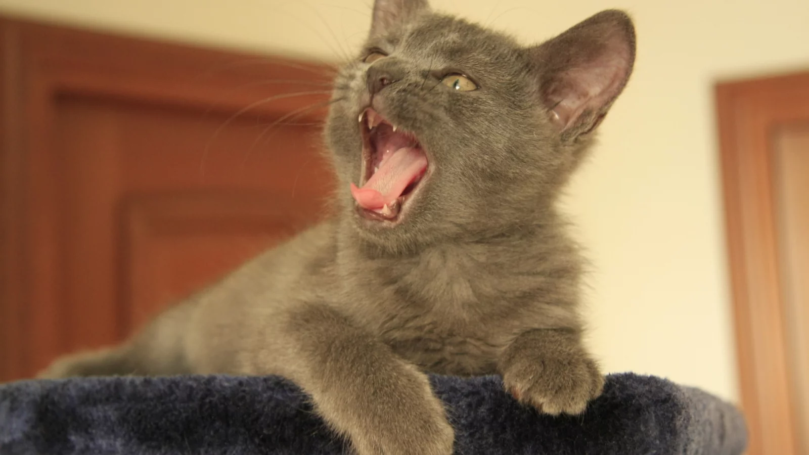котёнок, пасть