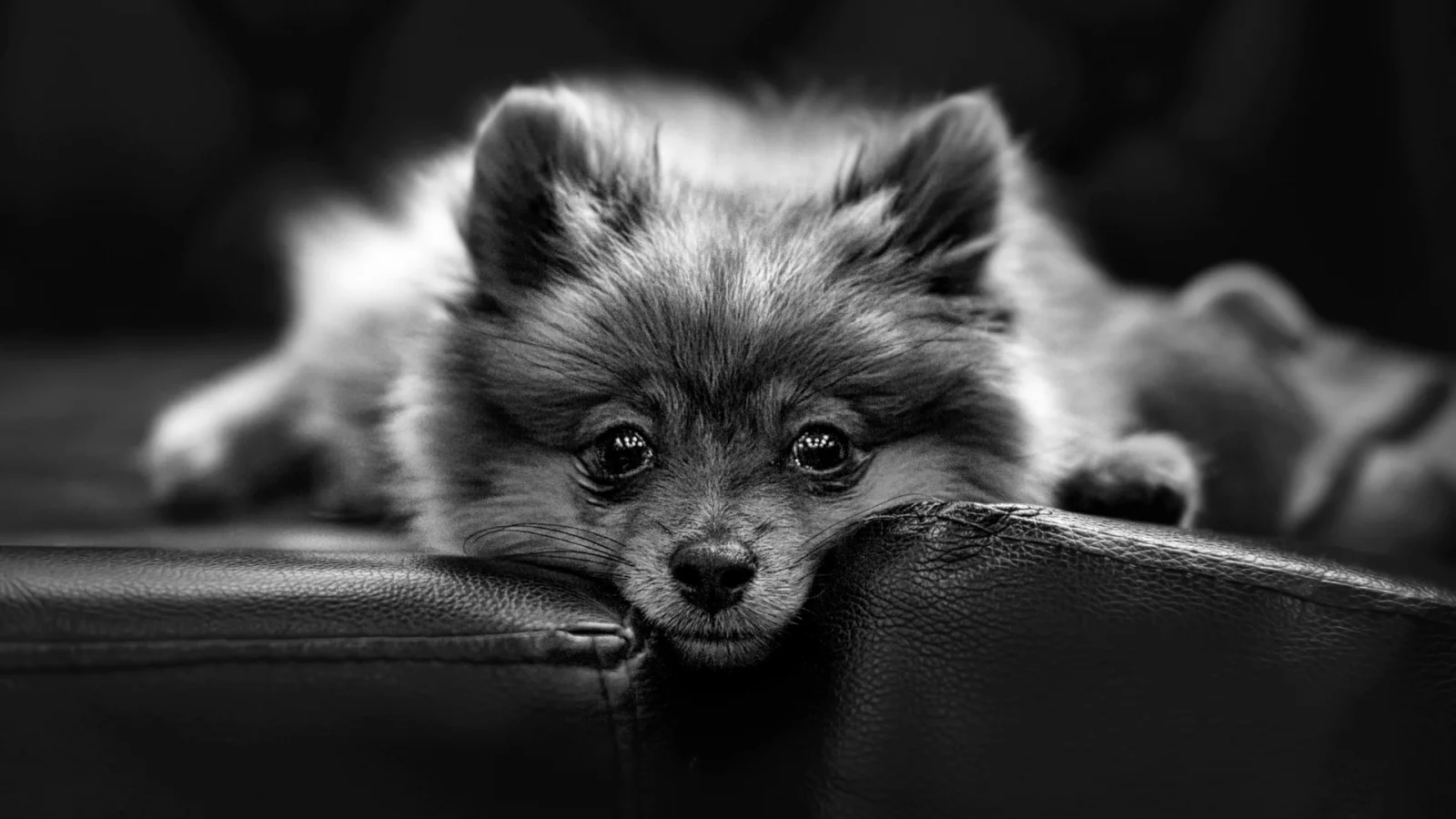 собака, животное