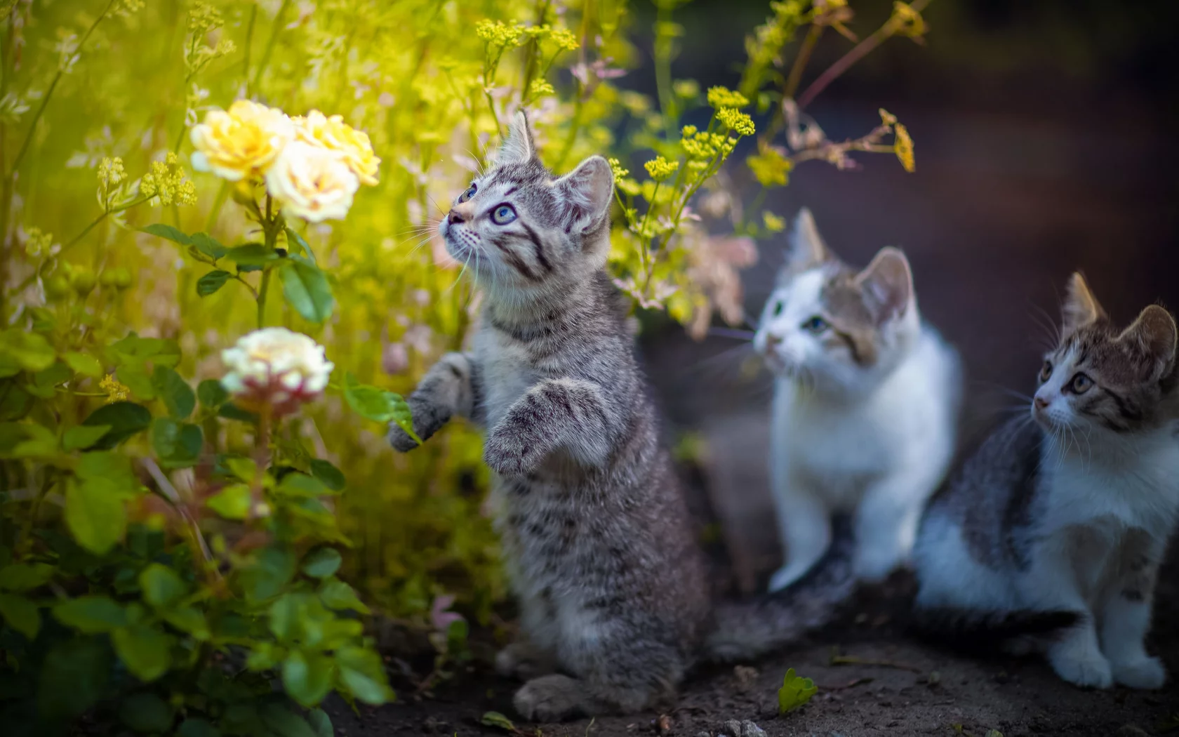 котята, цветы